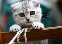 娱乐吃瓜君七七折耳猫,娱乐吃瓜君的萌宠日常